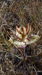 Calochortus tiburonensis