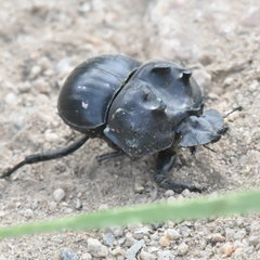 Glyphoderus sterquilinus