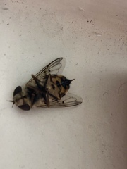 Copestylum isabellina