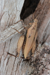 Tetrix bipunctata
