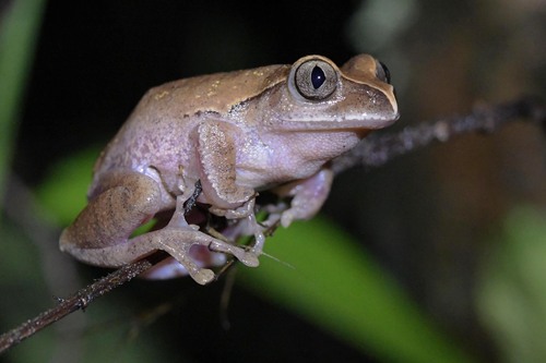Angola Forest Treefrog, Leptopelis cynnamomeus