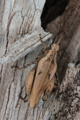 Tetrix bipunctata