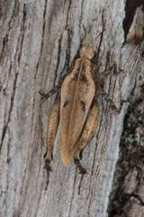 Tetrix bipunctata