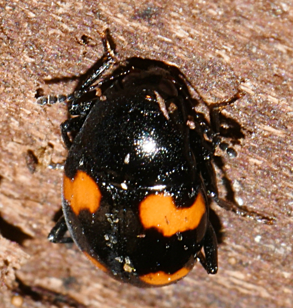 Orange-spotted Scaphidium from 73800 Coise-Saint-Jean-Pied-Gauthier ...