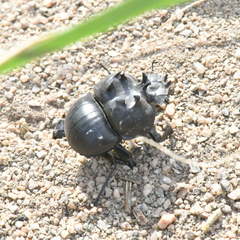Glyphoderus sterquilinus