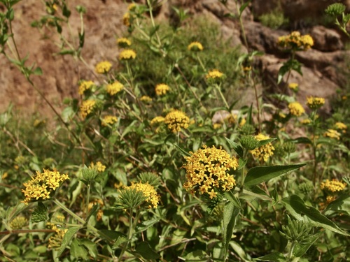Image of Lagascea decipiens by (c) Sue Carnahan, some rights reserved (CC BY)