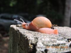 Ariophanta exilis