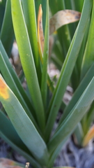 Hemiphylacus latifolius