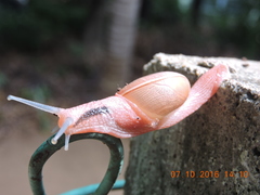 Ariophanta exilis