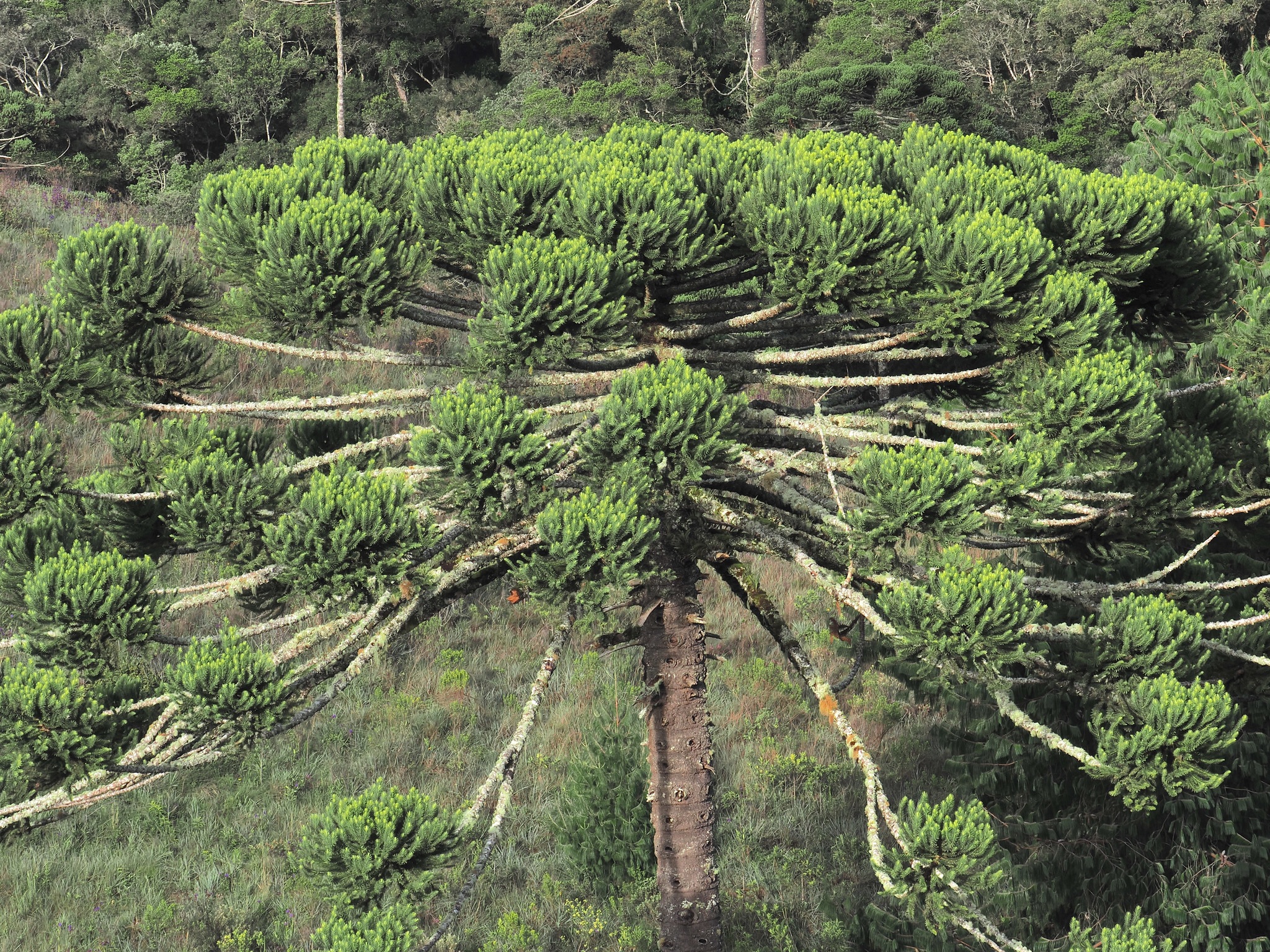 Imagem de Pinheiro-do-Paraná