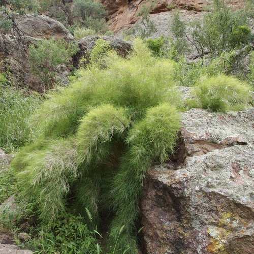 Bamboo muhly