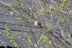 Passer domesticus
