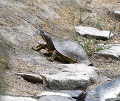 Trachemys scripta elegans