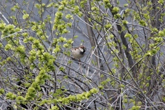 Passer domesticus
