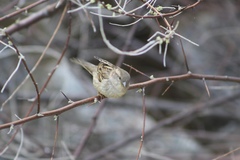 Passer domesticus