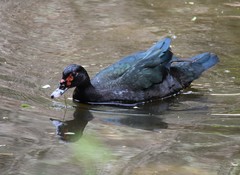 Cairina moschata domestica