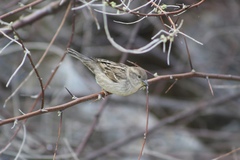 Passer domesticus