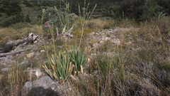 Hemiphylacus latifolius