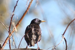 Sturnus vulgaris