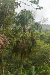 Sabal mauritiiformis