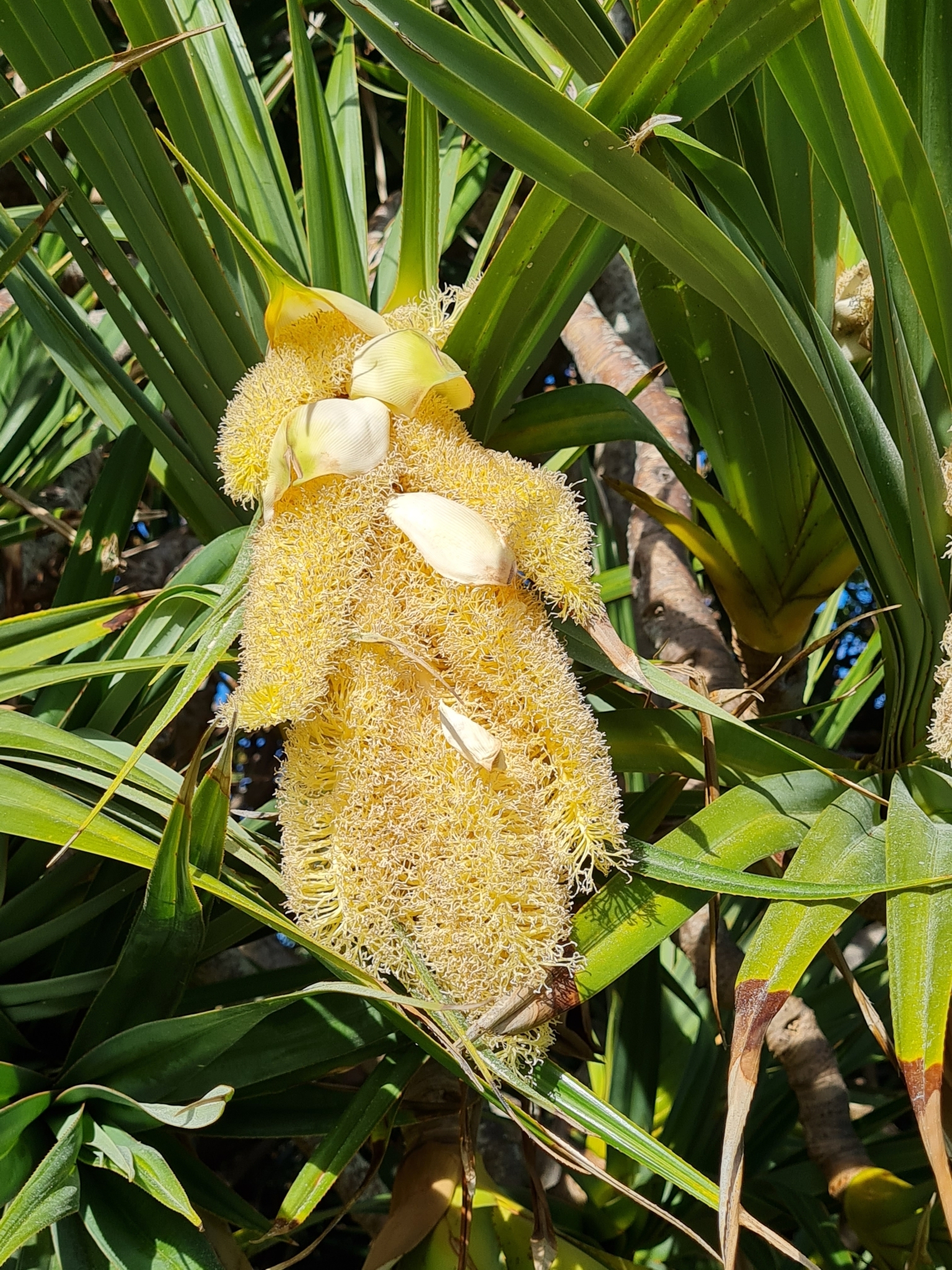 Imagem de Pinheiro-de-madagascar