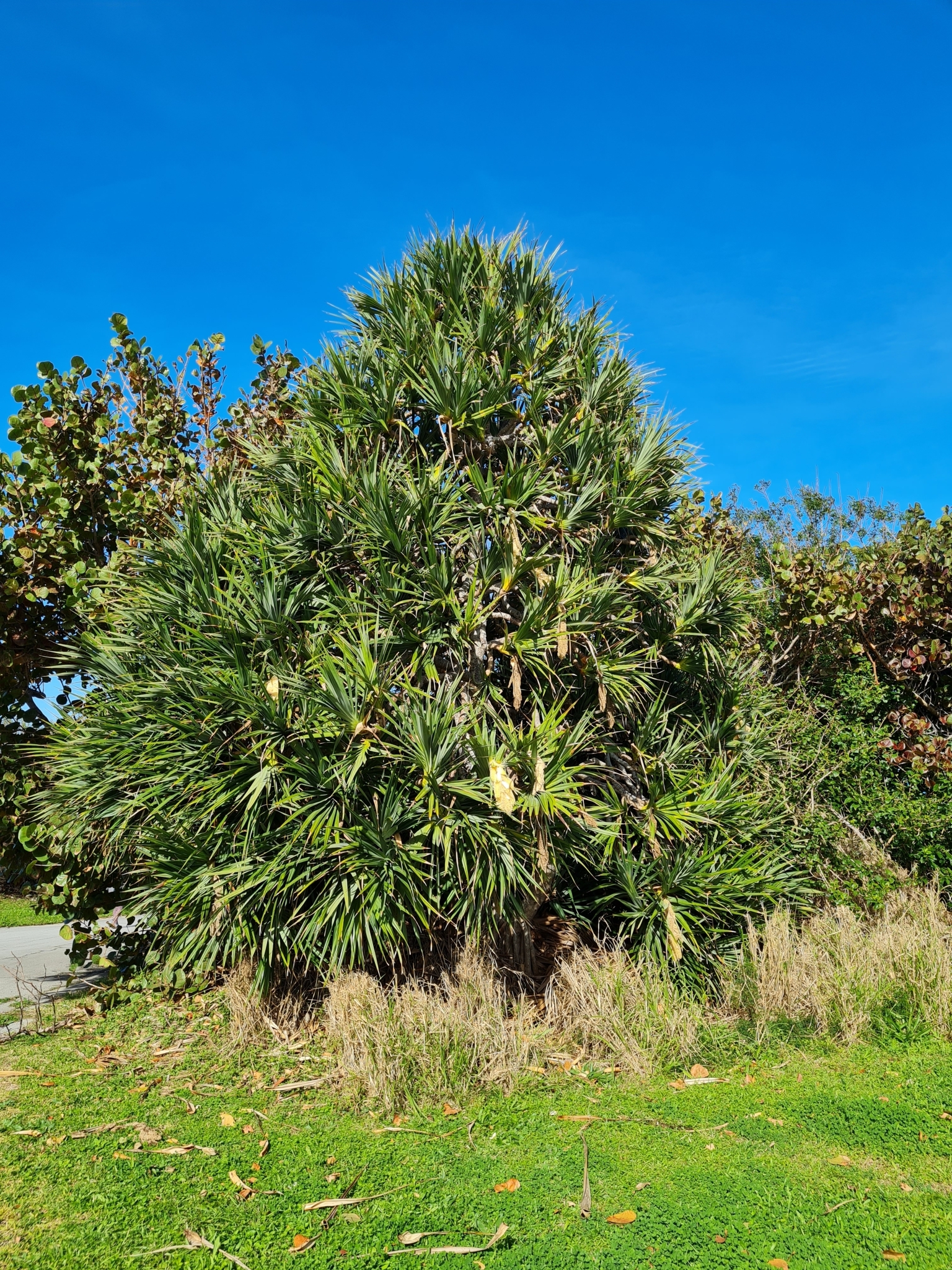Imagem de Pinheiro-de-madagascar