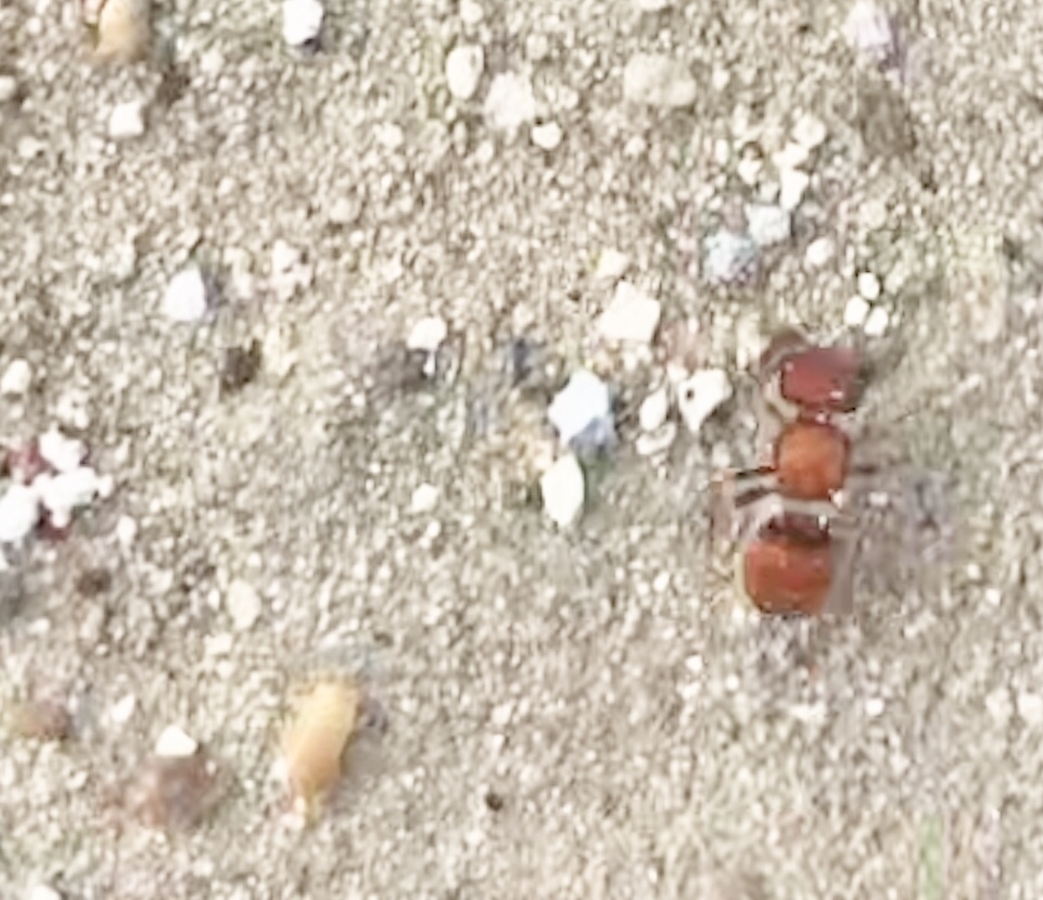 Pseudomethoca paludata