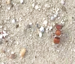 Pseudomethoca paludata