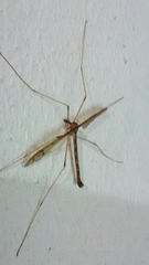Tricyphona
