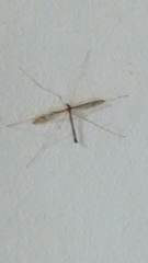 Tricyphona