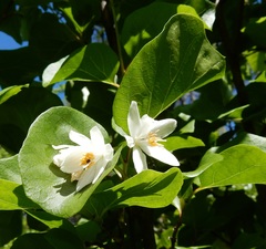 Styrax platanifolius