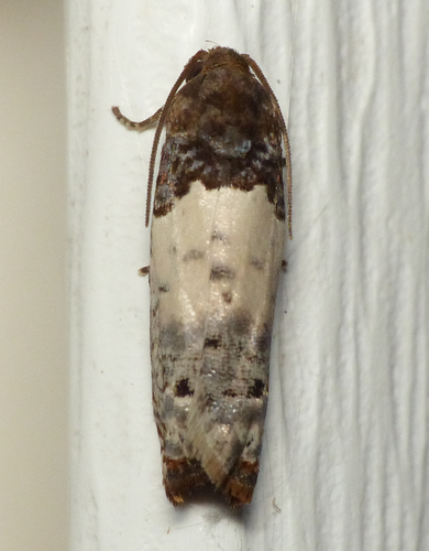 Goldenrod Gall Moth photo 6