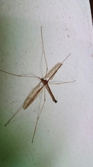 Tricyphona