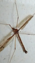 Tricyphona