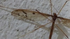 Tricyphona