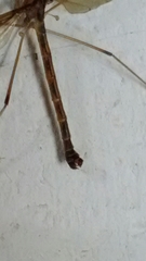 Tricyphona