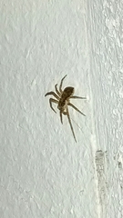 Philodromus dispar