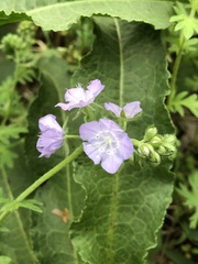 Phacelia hirsuta
