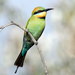 Rainbow Bee-Eater - Photo (c) Nicole Brooker, some rights reserved (CC BY-NC), uploaded by Nicole Brooker