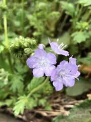 Phacelia hirsuta