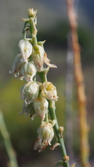 Hemiphylacus latifolius