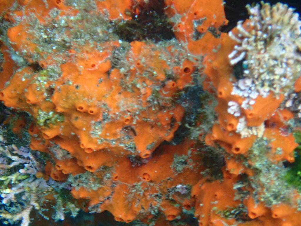 Tedania tropicalis