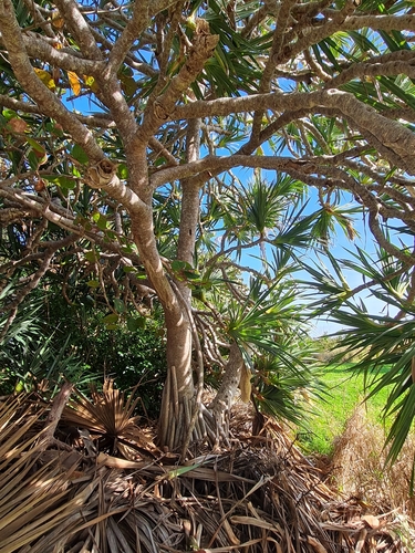 Foto de Pinheiro-de-madagascar