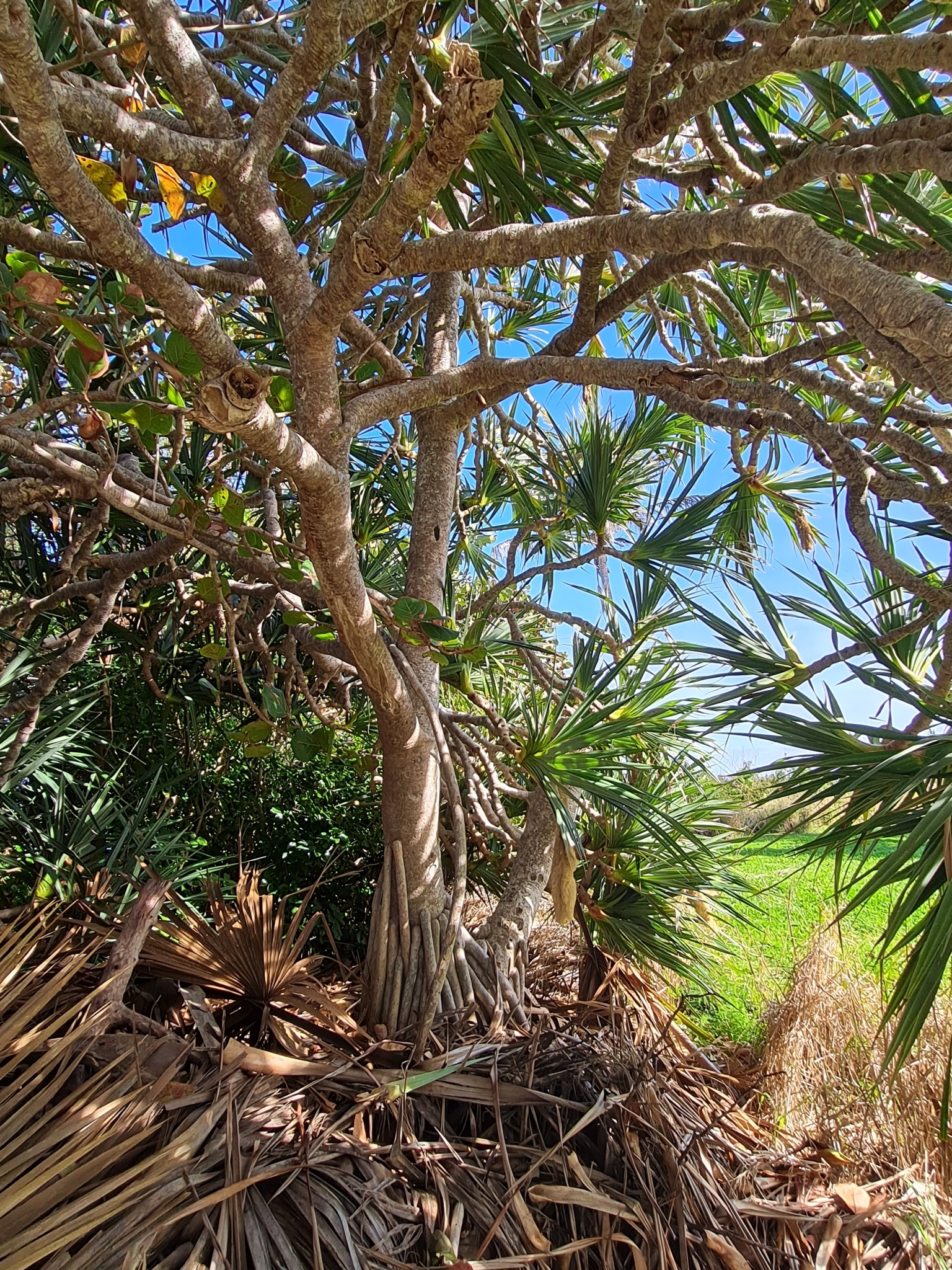 Imagem de Pinheiro-de-madagascar