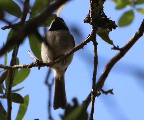 Carolina Chickadee photographed in Mississippi