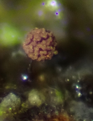 Representative image of Macbrideola synsporos