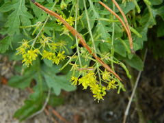 Descurainia richardsonii