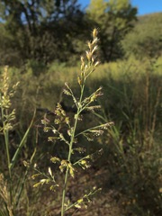 Cottea pappophoroides (Cottea pappophoroides)