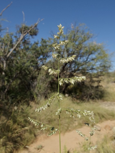 Image of Eragrostis echinochloidea by (c) Sue Carnahan, some rights reserved (CC BY)