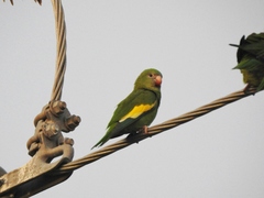 Brotogeris versicolurus